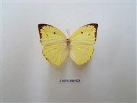 藏品(遷粉蝶)的圖片